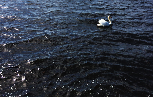 swan - silver lake - michigan // smitten studio